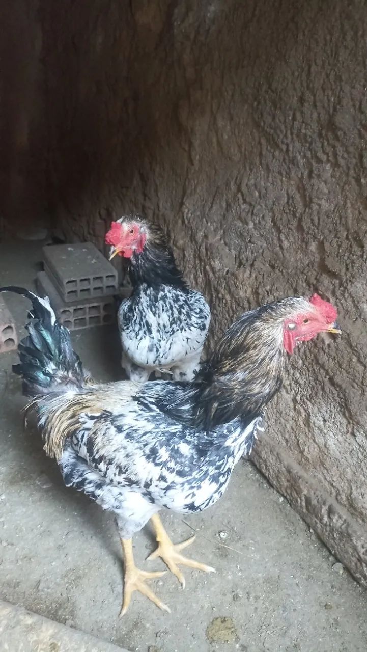 Galos e galinhas caipiras