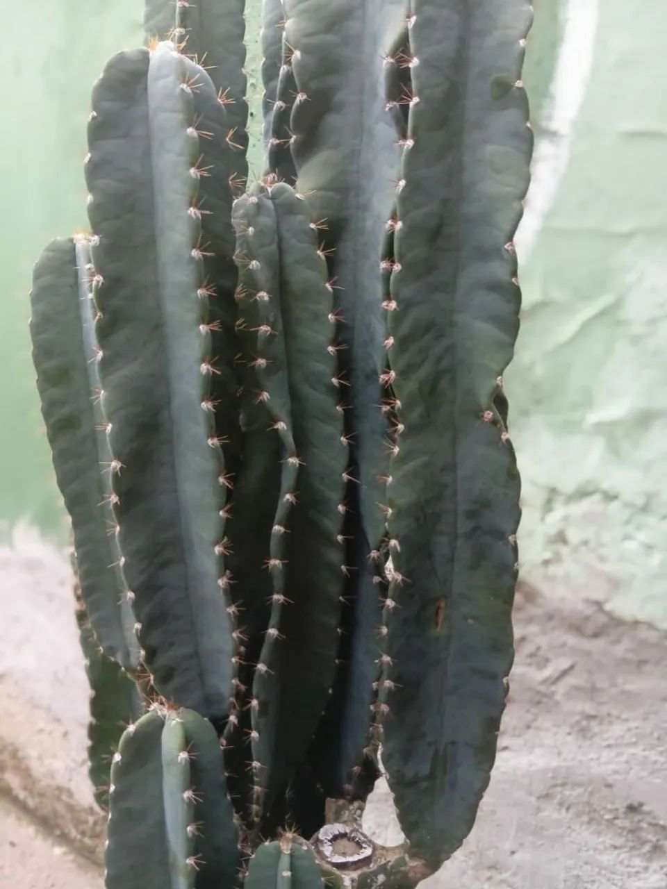Mudas de cacto cereus - Foto 2