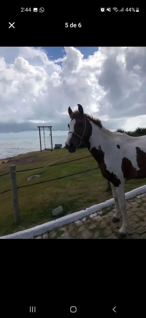 cavalo manga larga - Foto 2