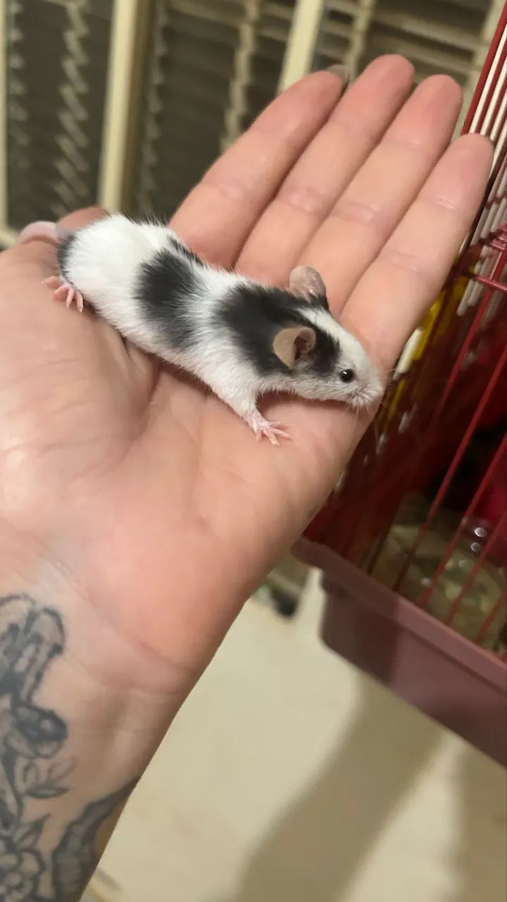 vende-se filhote de topolino  - Foto 6