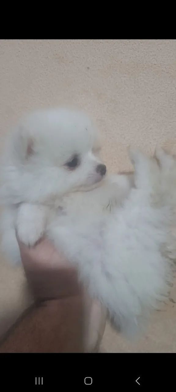 Lulu machinhos 