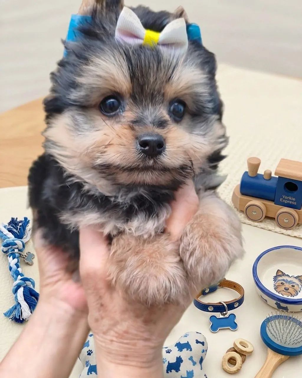 Amor de quatro patas, crianção com amor e carinho 