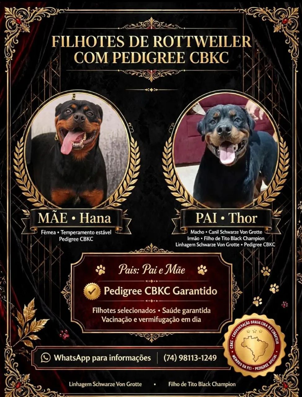 Cachorro Rottweiler 