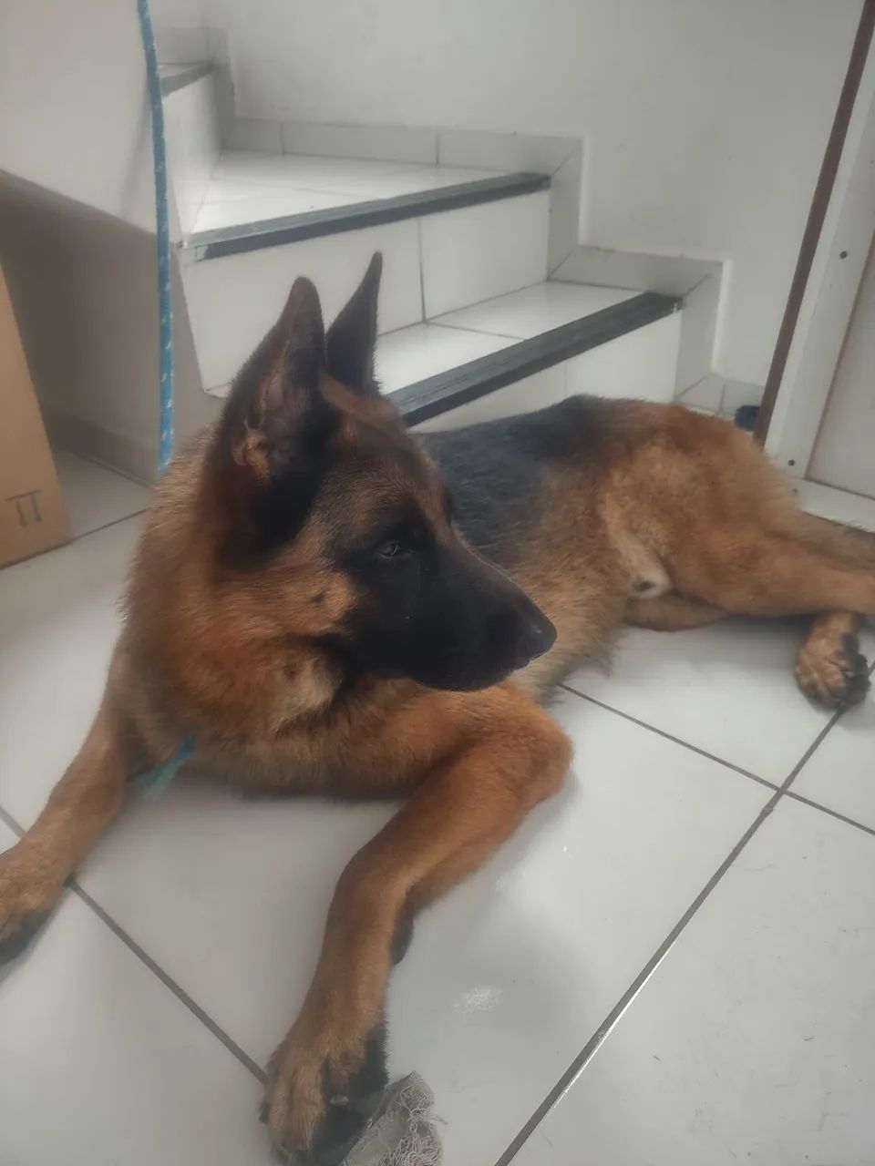 Acasalamento de cães pastor alemão. - Foto 4