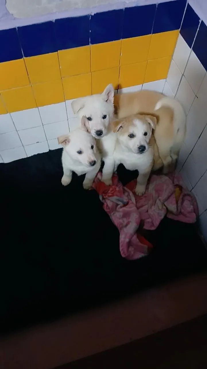 Husky com Malamute  - Foto 2