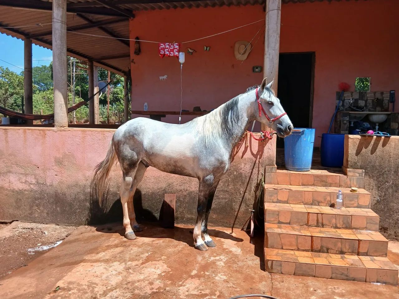 Vendo cavalo marcha picada  - Foto 3