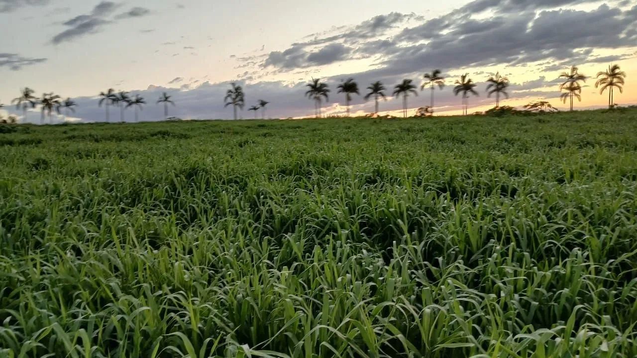 Sítio em Zona Rural - Agudos - Foto 3