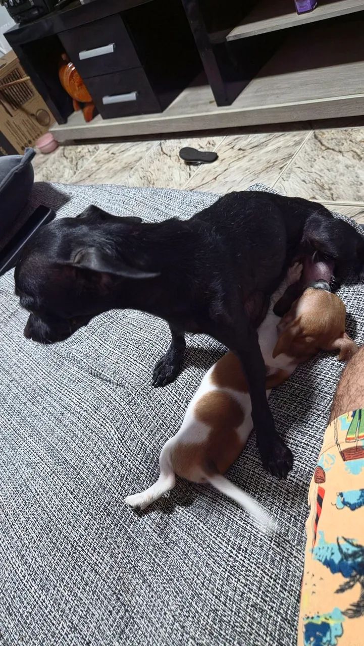 Pinscher macho N°2  - Foto 3