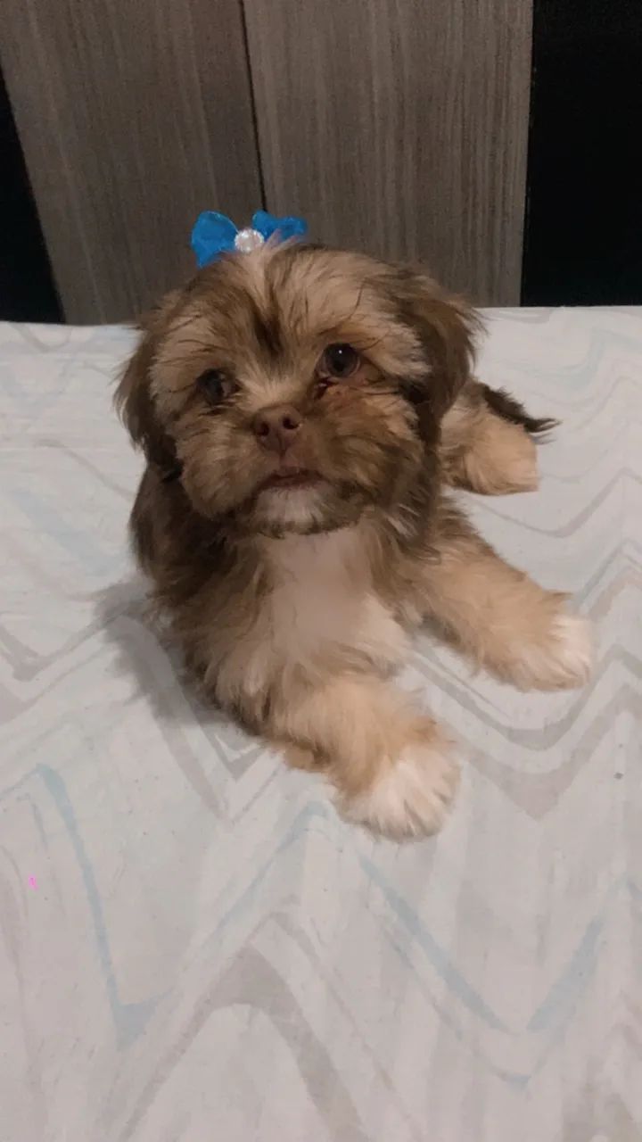 Vendo shitzu fêmea 3 meses  - Foto 2