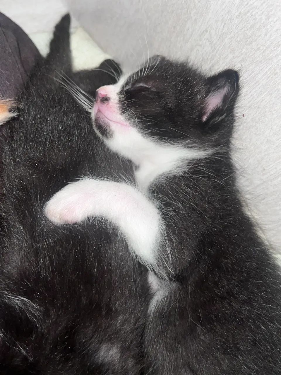 Gatos para adoção  - Foto 5