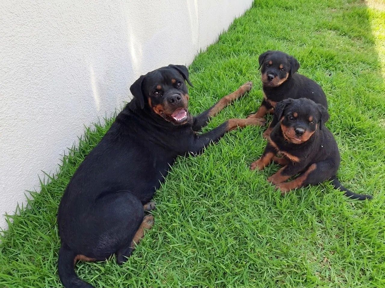 Flhotes de Rottweiler com CBKC - Foto 2