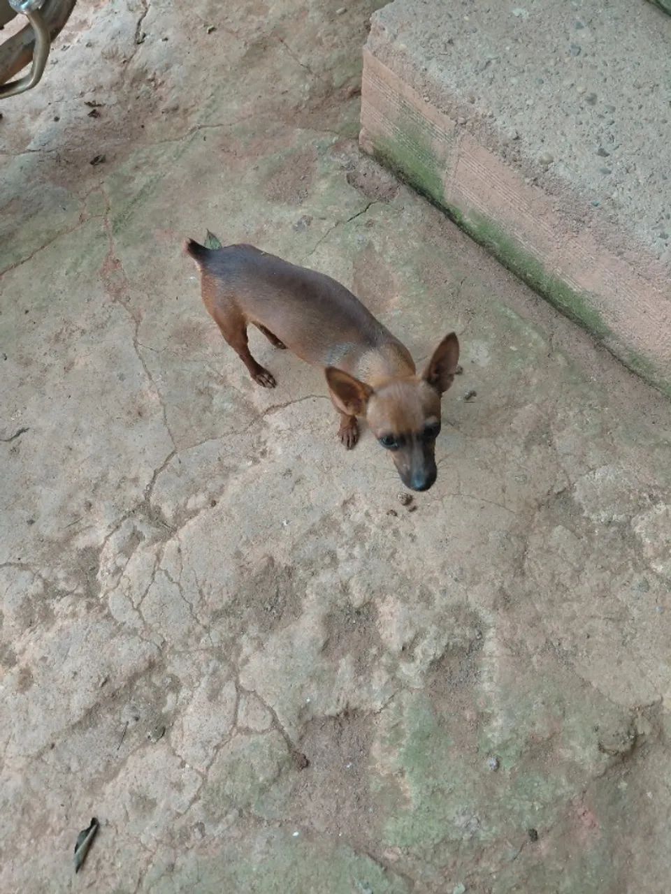 Pinscher  macho - Foto 2