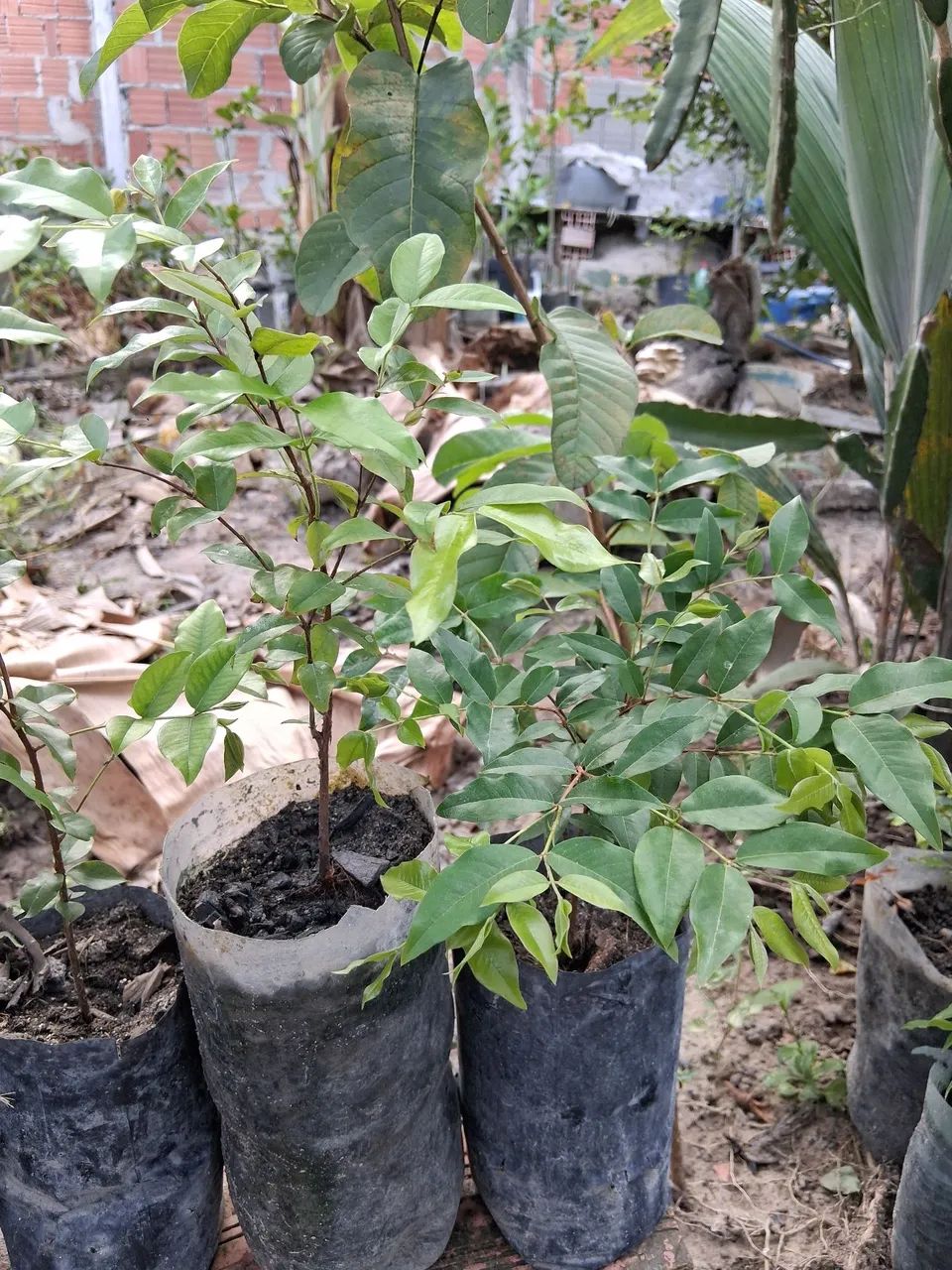 mudas de jaboticaba  hibrida  - Foto 3