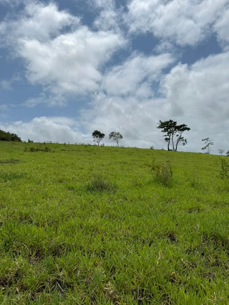 Sítio para Venda em Flexeiras, Zona Rural - Foto 3