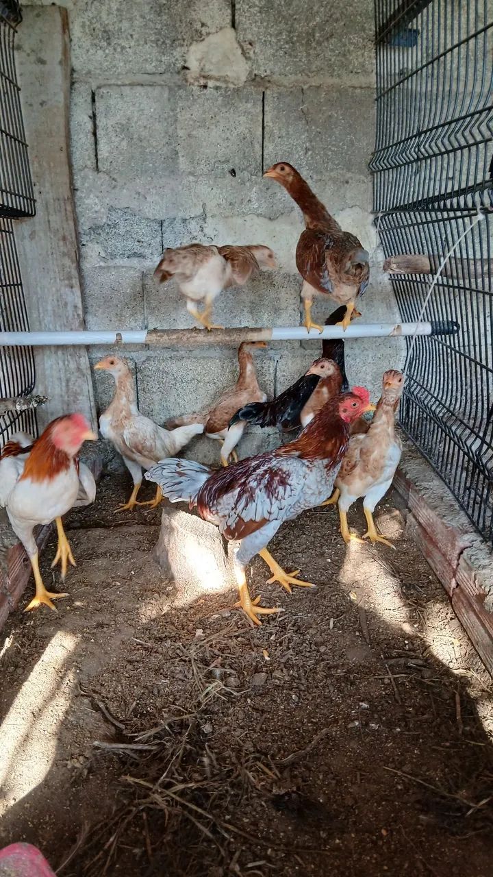 Casal de Mini indio 