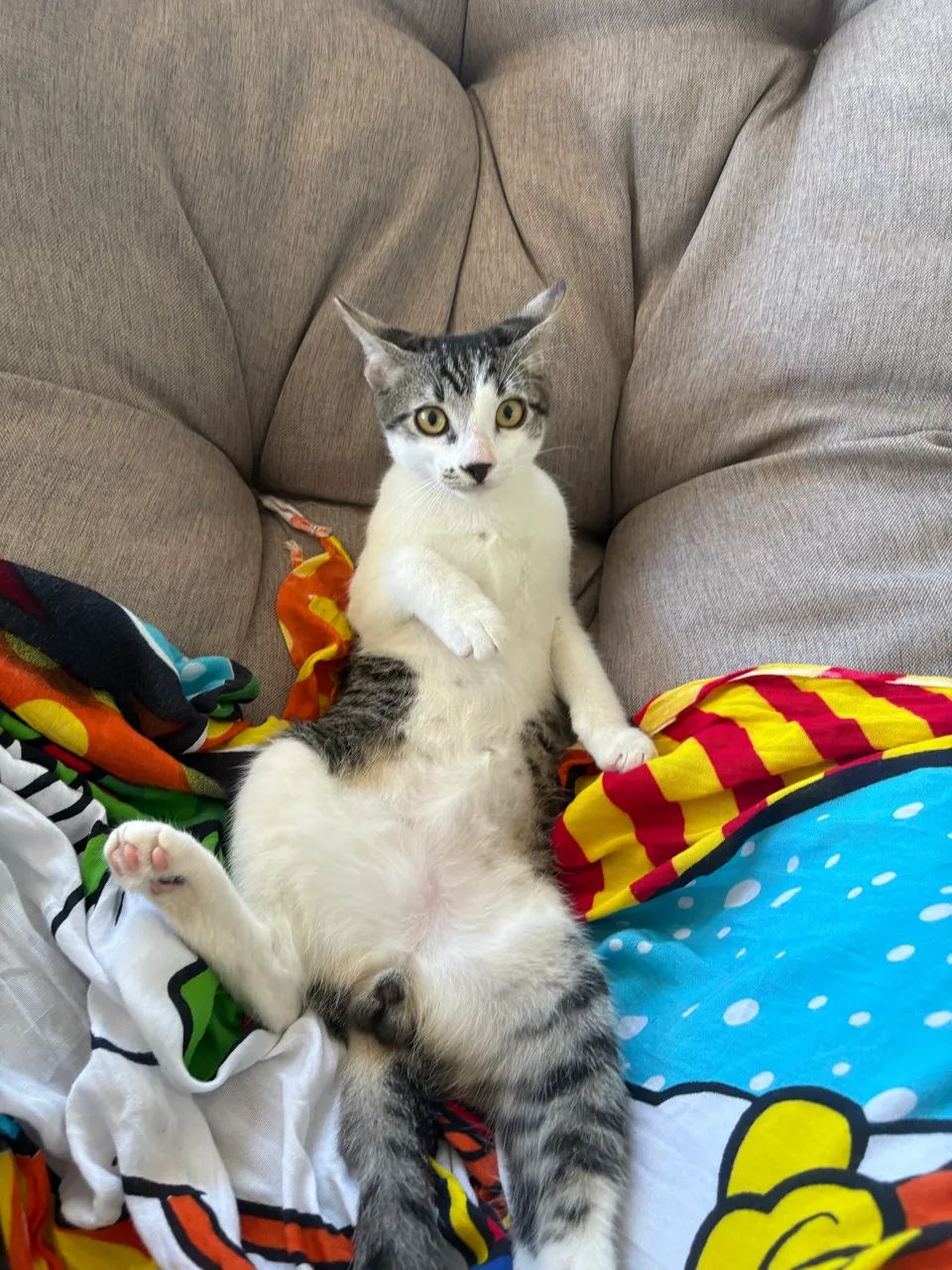 Disponivel para adoção - 2 gatos sendo 1 macho e 1 fêmea - Foto 4