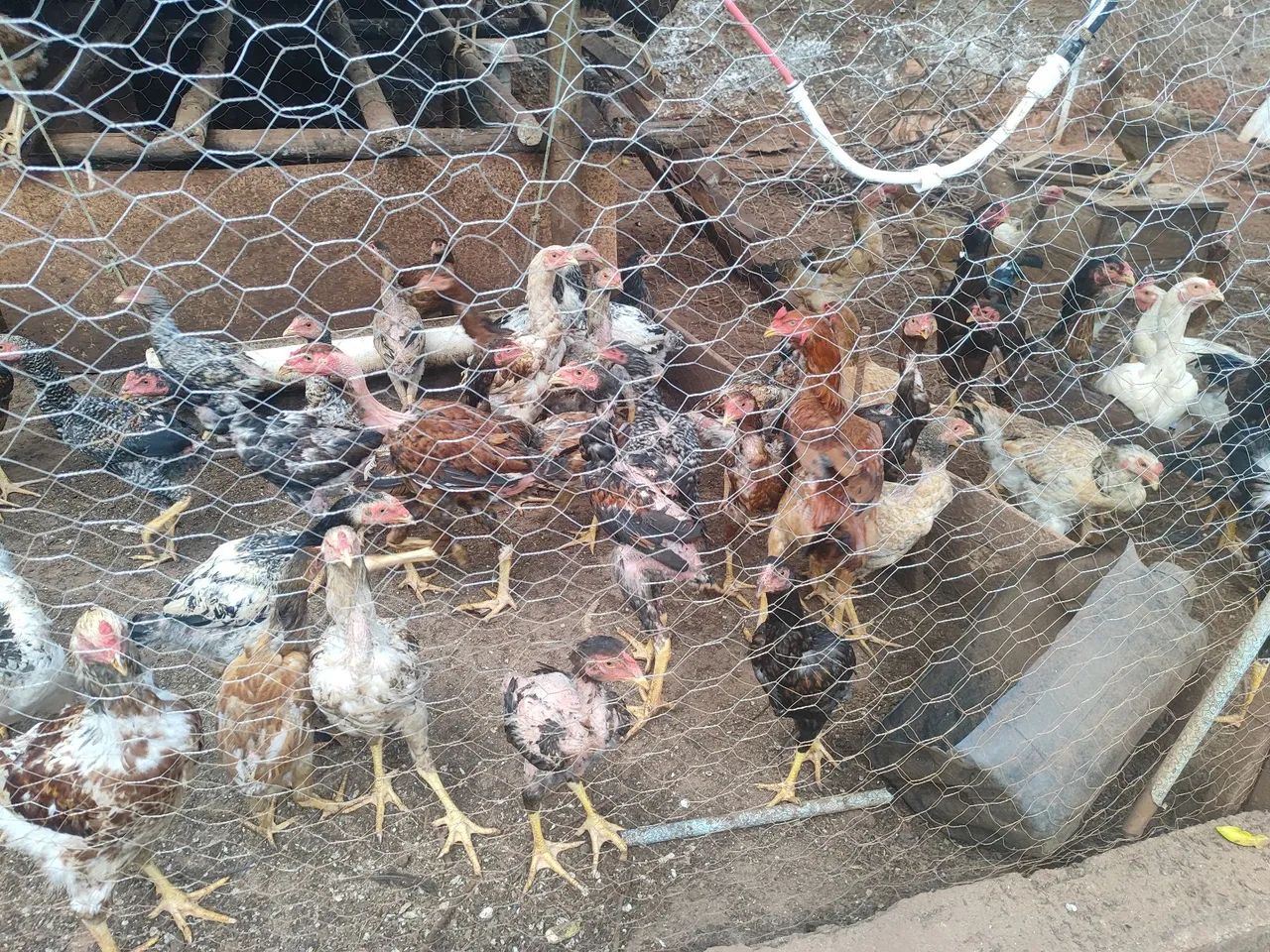 Frangos caipira puro - Foto 3