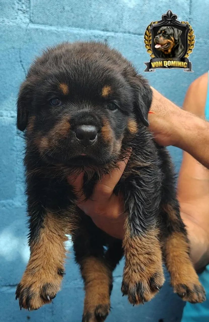 FILHOTES DE ROTTWEILER - COM PEDIGREE CBKC - Cachorros - Praia do ...