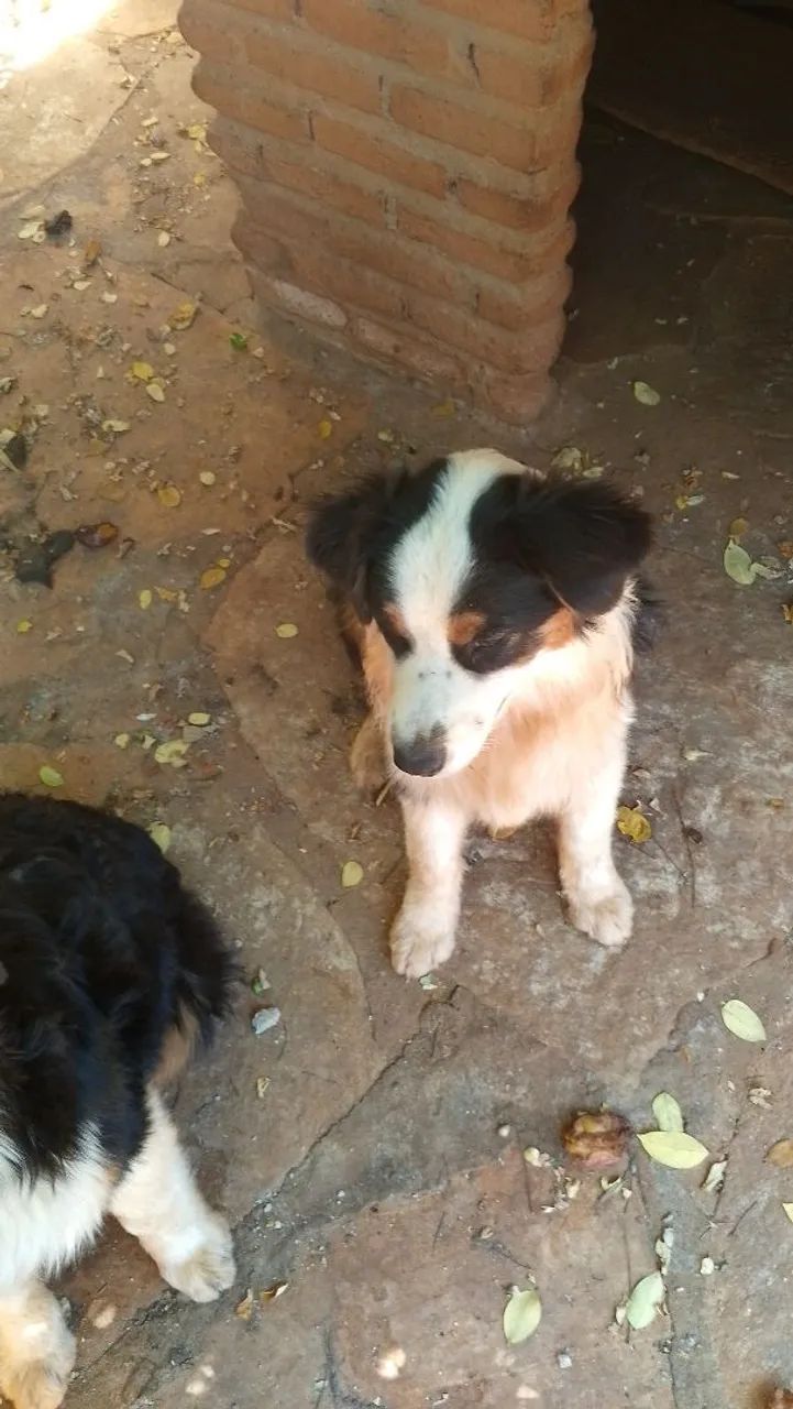 Pastor australian Shepherd  - Foto 4