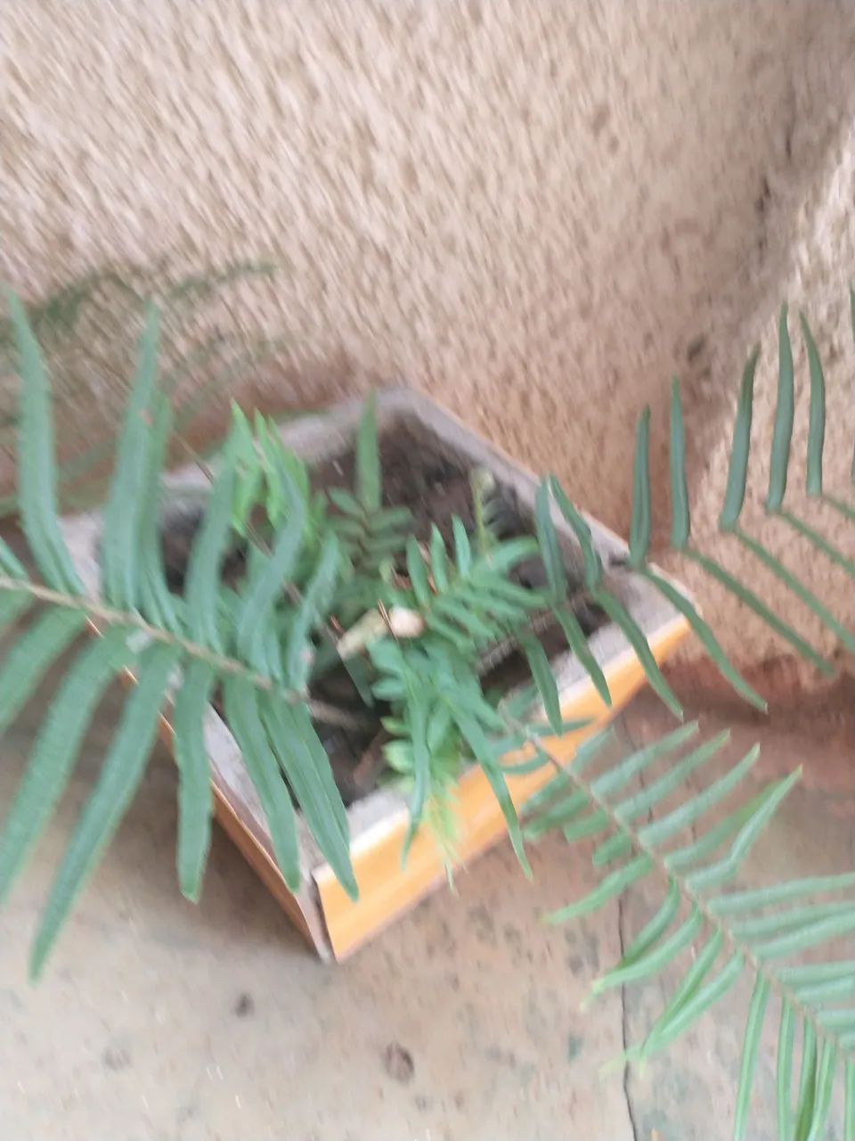 Vaso de cerâmica com planta samambaia.