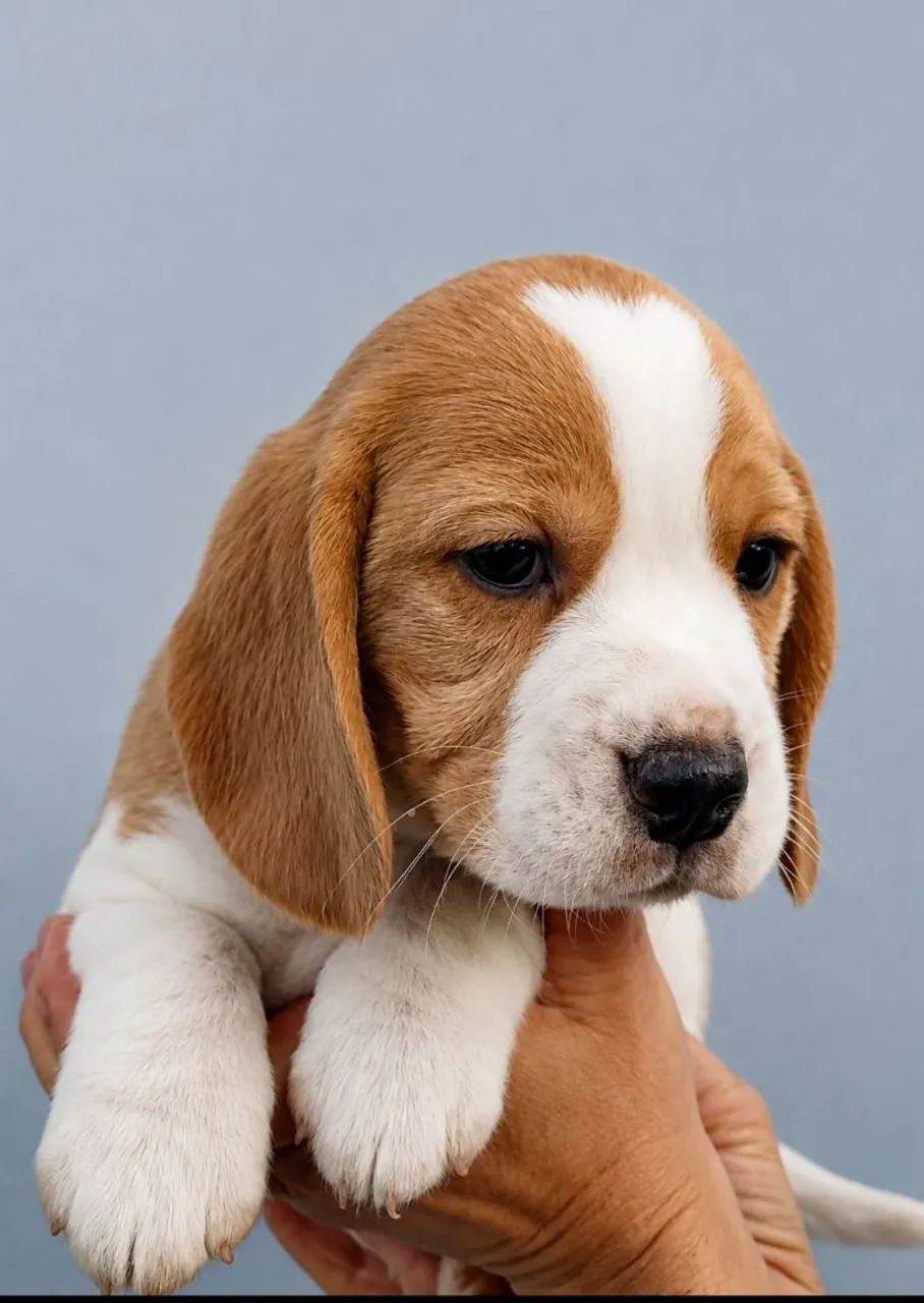 Filhote de beagle