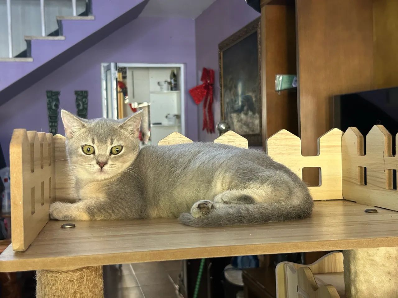 British femea bicolor. 3 meses com pedigree!  - Foto 2