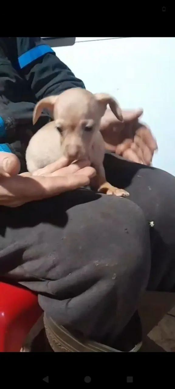 Pinscher