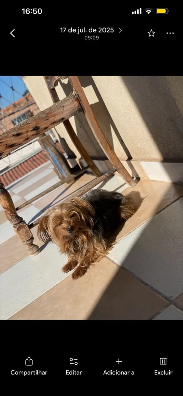 Procura-se cachorro  - Foto 4