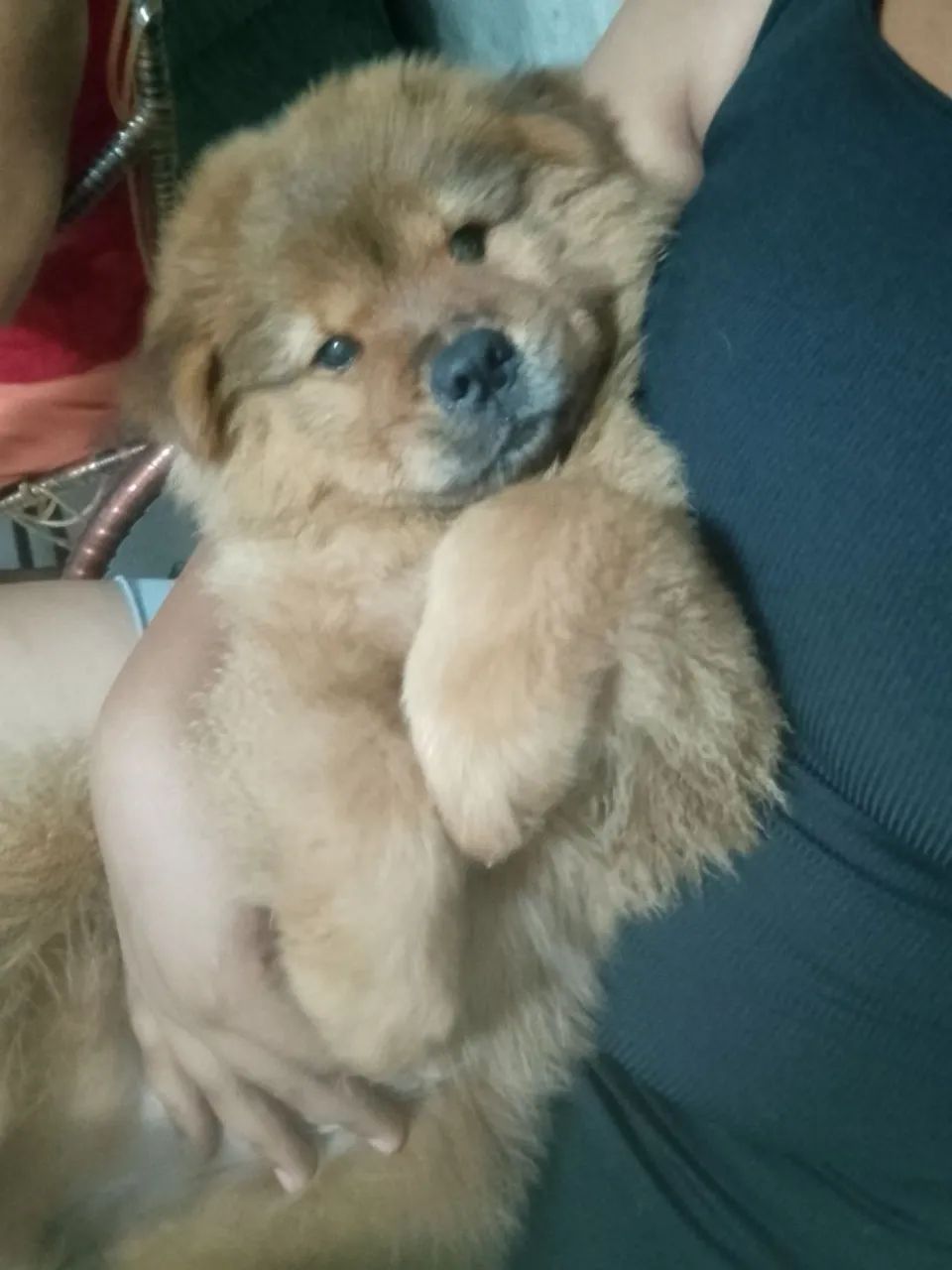 Chow Chow ? - Foto 2