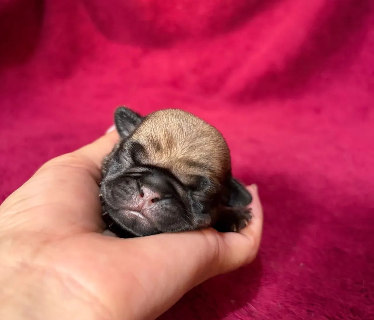 Pug  - Foto 4
