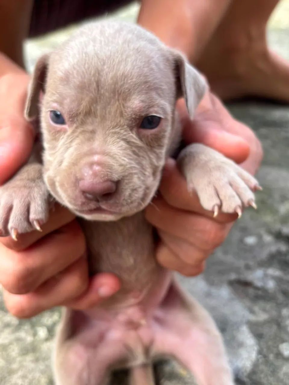 Cachorro Pit monster  - Foto 4
