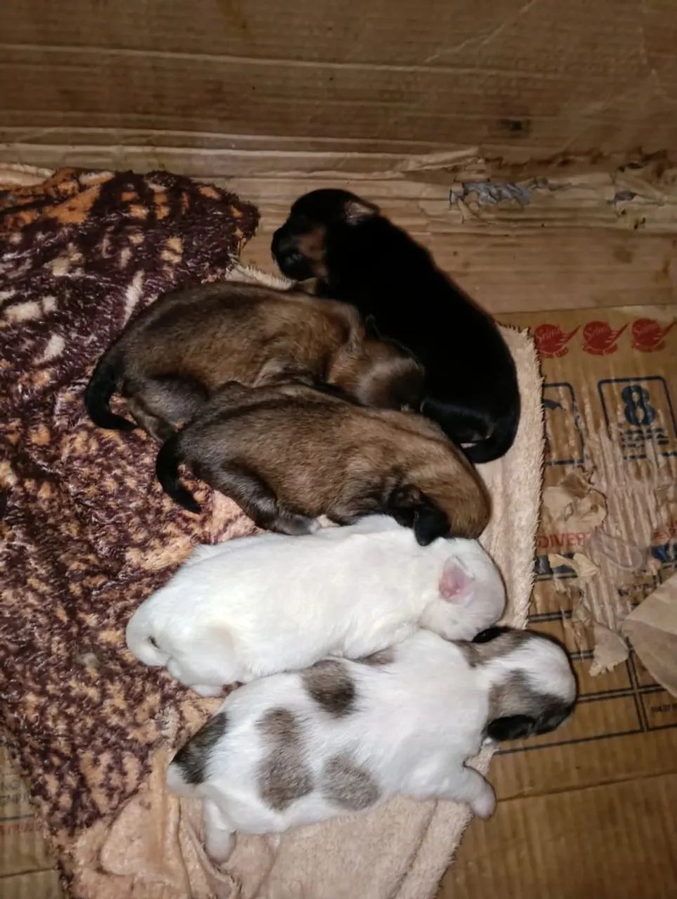 SHITZU FEMEAS  - Foto 2