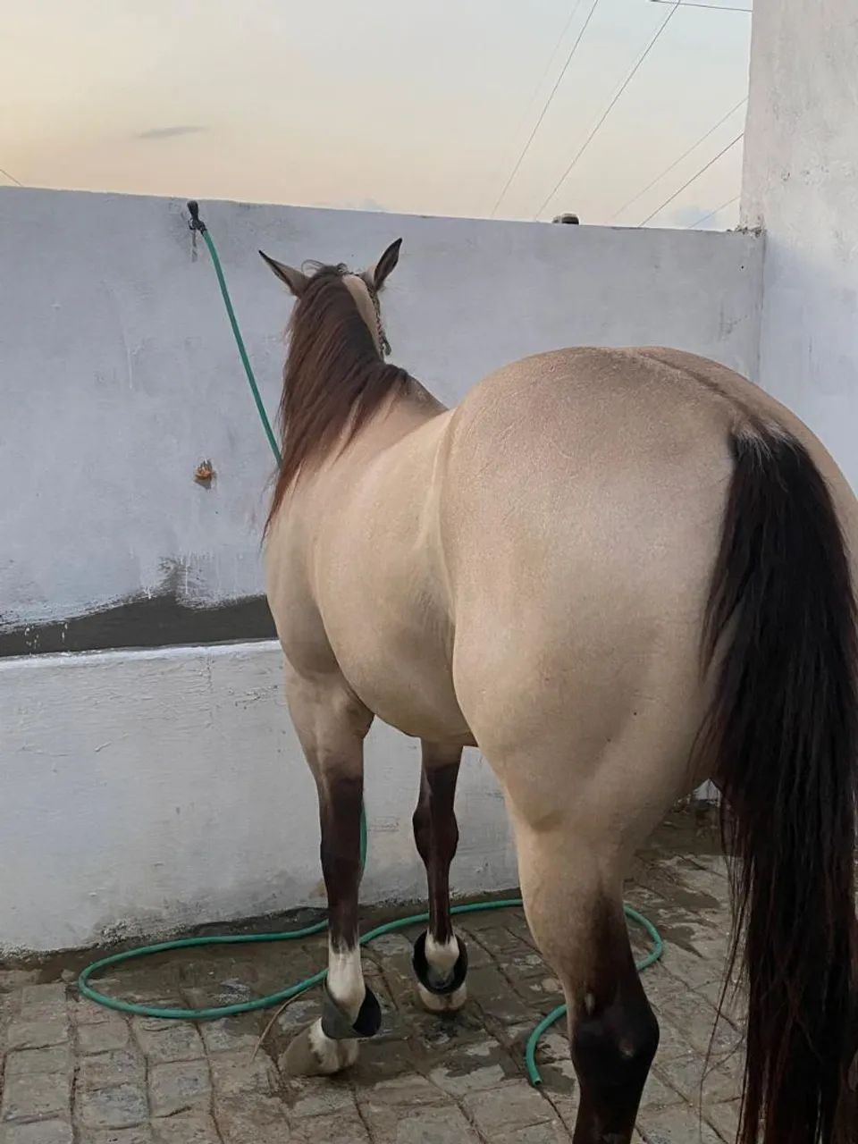 Cavalo Baio - Foto 3