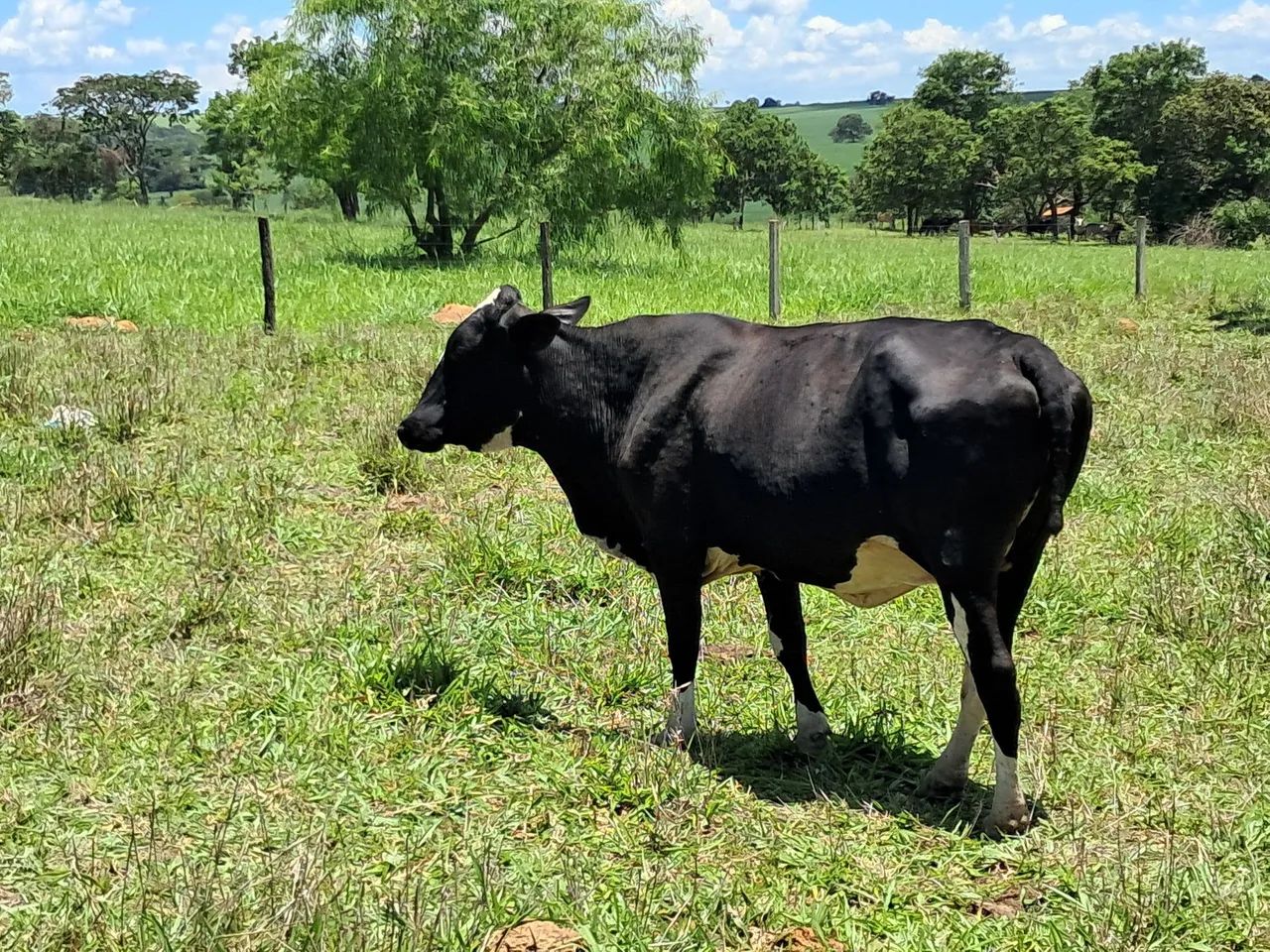 Vendo vacas solteiras - Foto 4