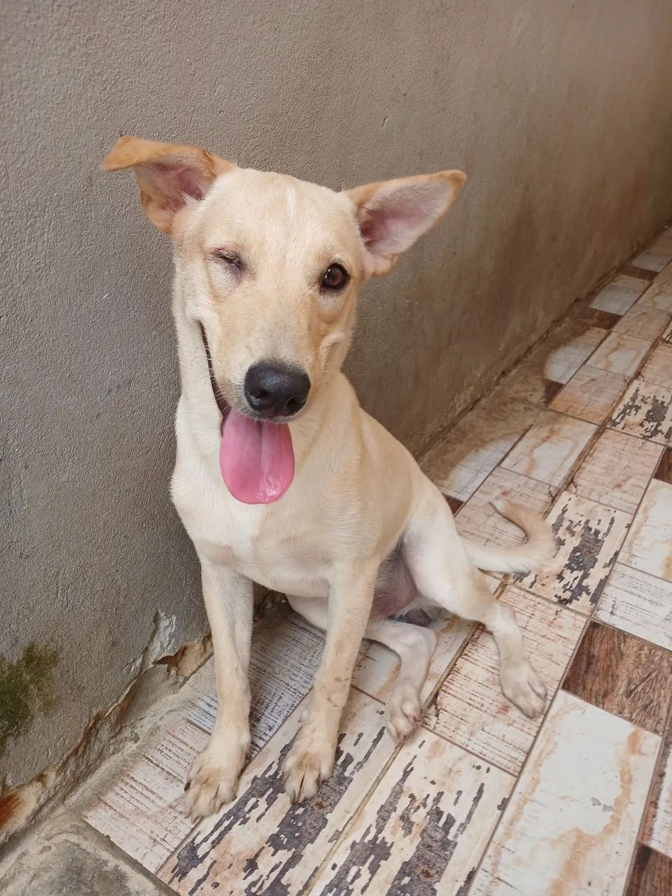 Dogs para adoção 