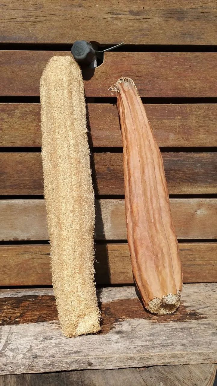 Mudas de Bucha Vegetal  - Foto 2