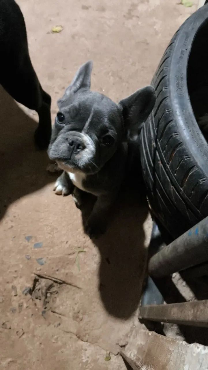 vendo buldogue francês  - Foto 4