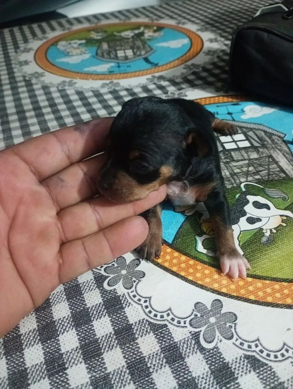 Filhote de Pincher quase zero macho - Foto 2