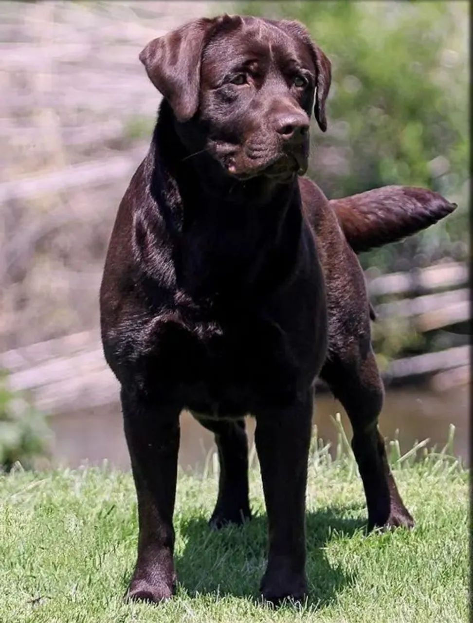 Labrador macho  - Foto 2