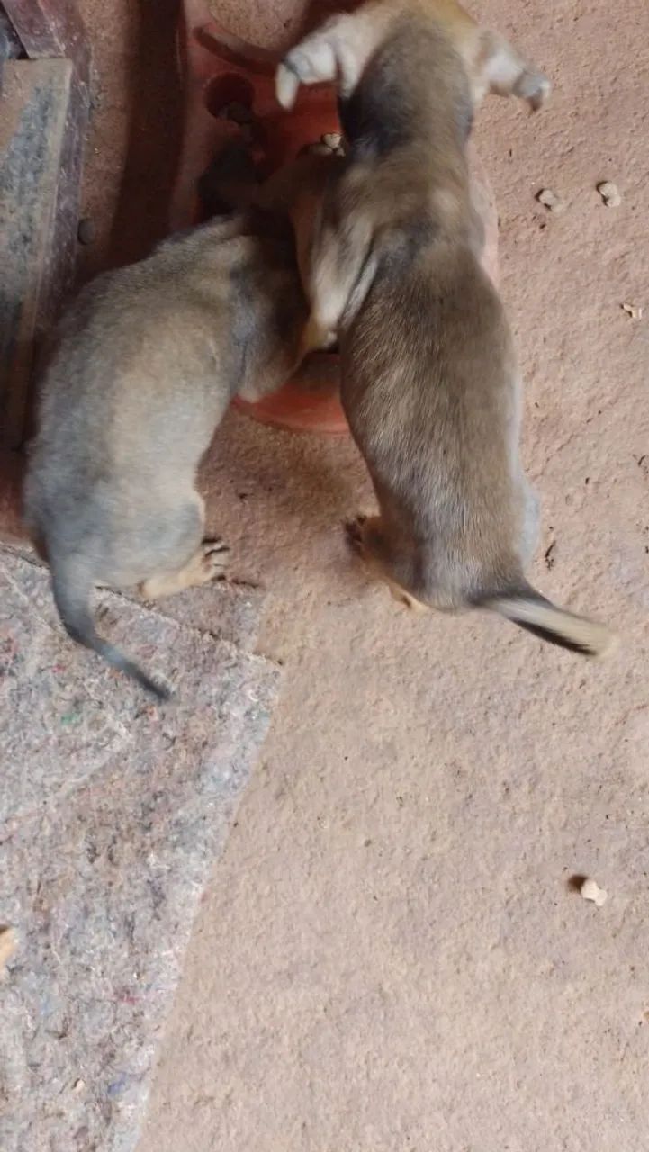 Doação porte pequeno  - Foto 6