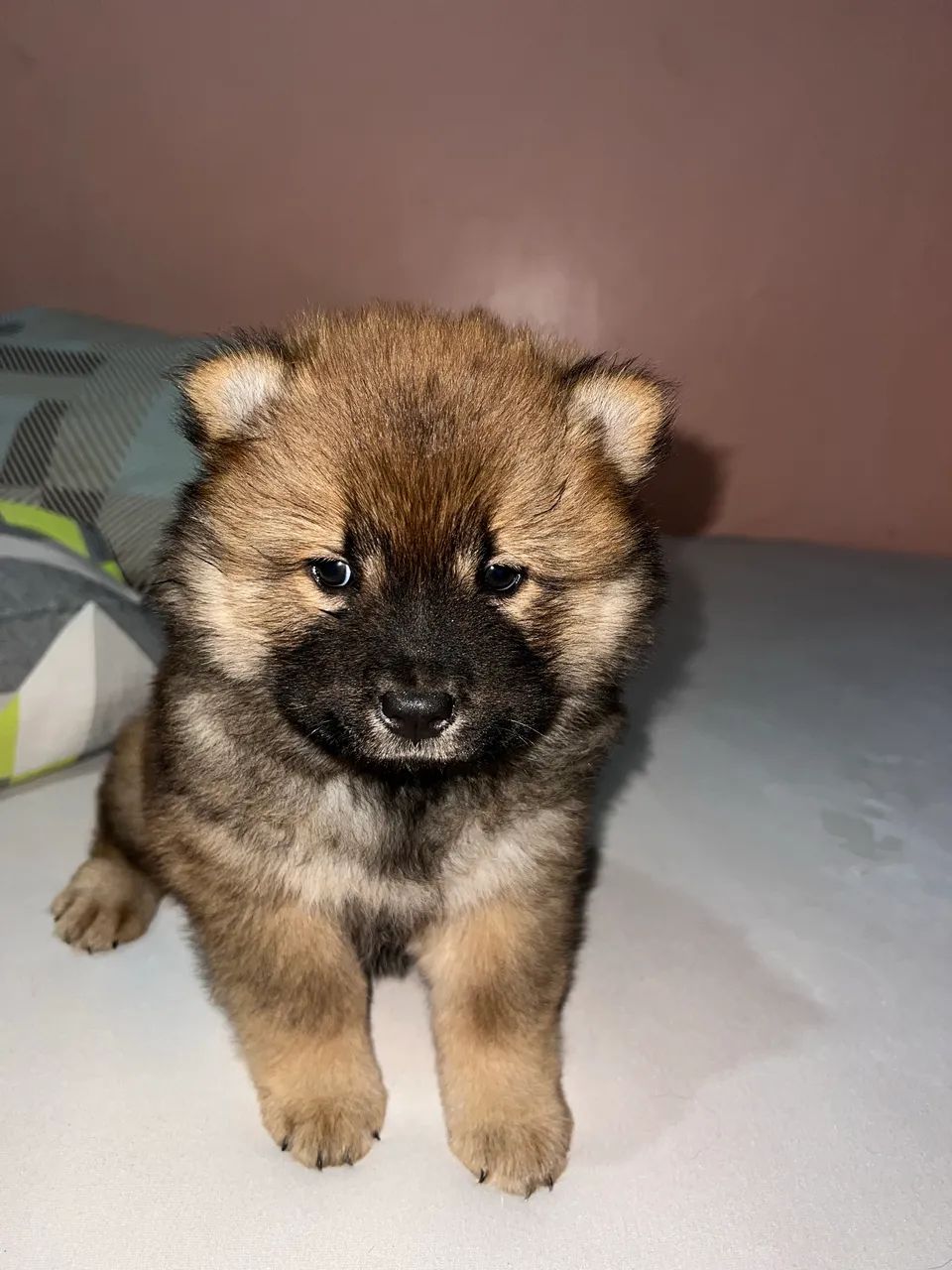 Cachorro chow chow  - Foto 2