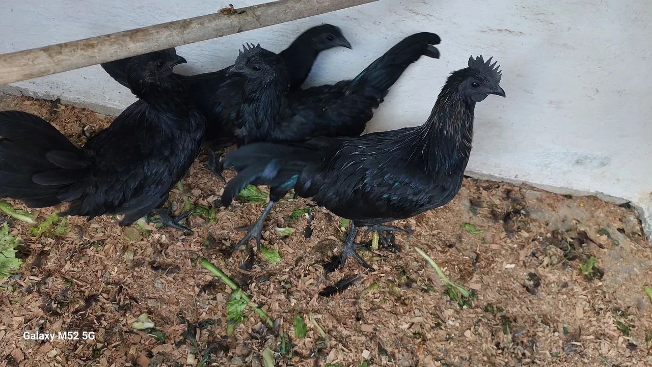 AYAM CEMANI CASAL - Foto 2