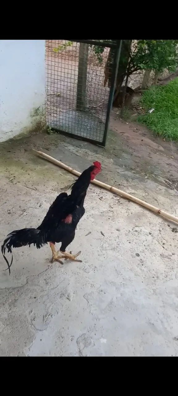 Galo indio mura - Foto 2