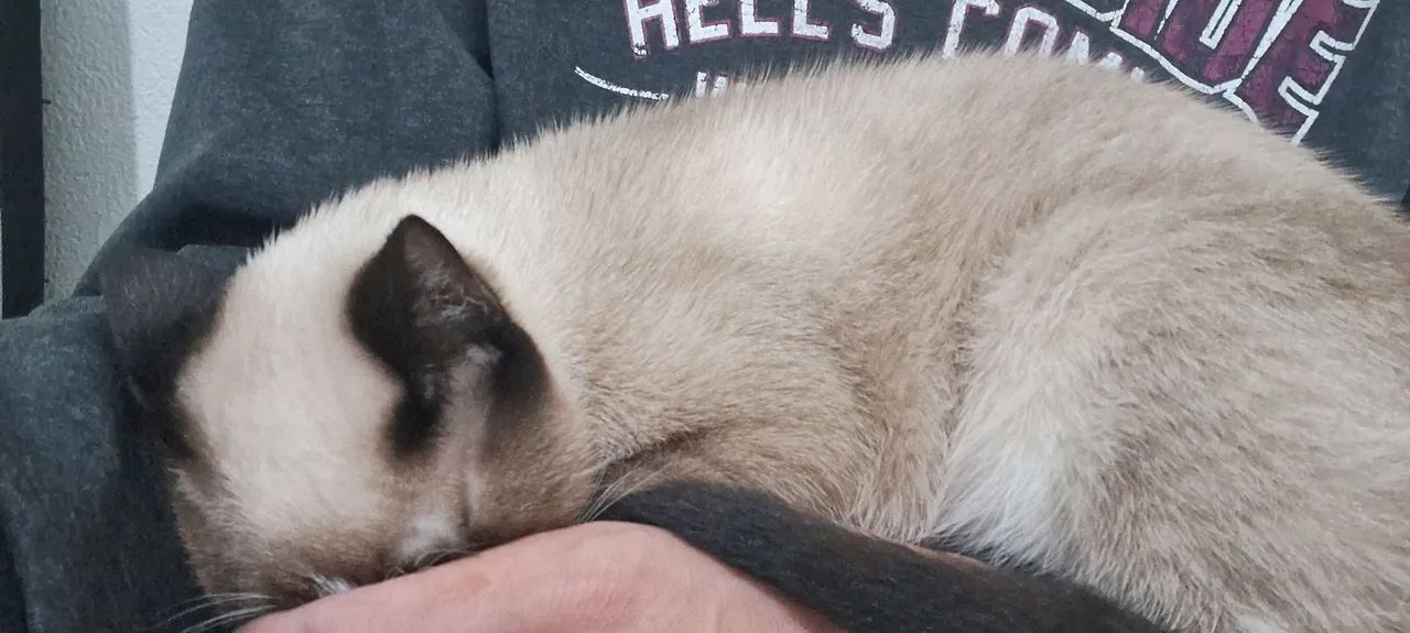 Doação de gato. - Foto 3