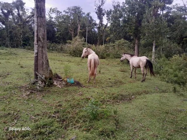 Cavalo  - 2 - Foto 2