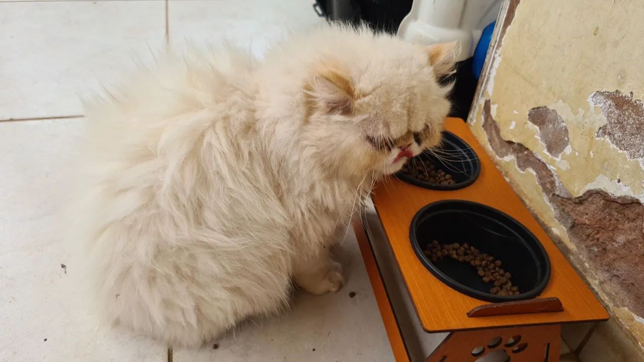 Gato Persa - Foto 4