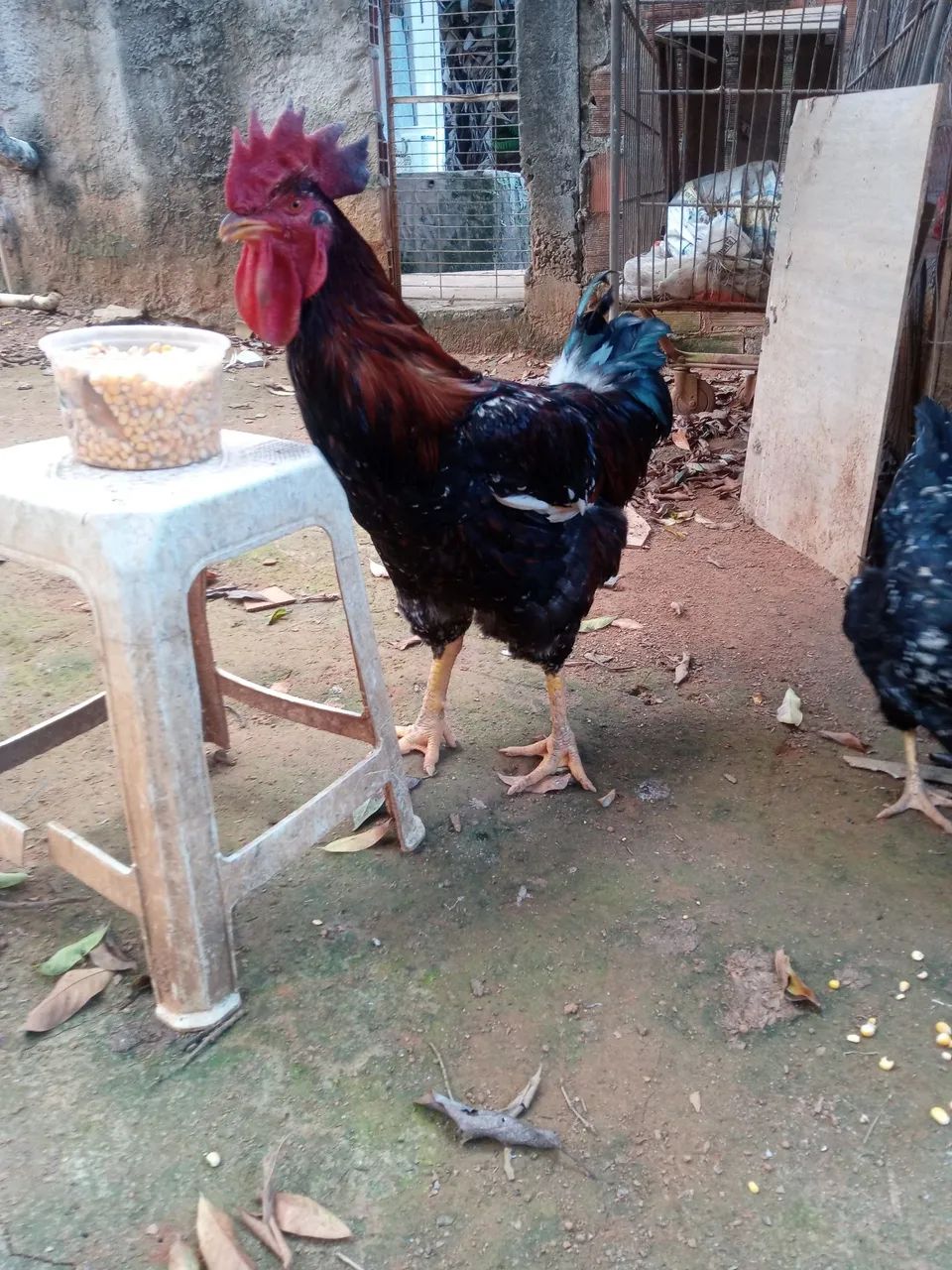Galo gsb reprodutor