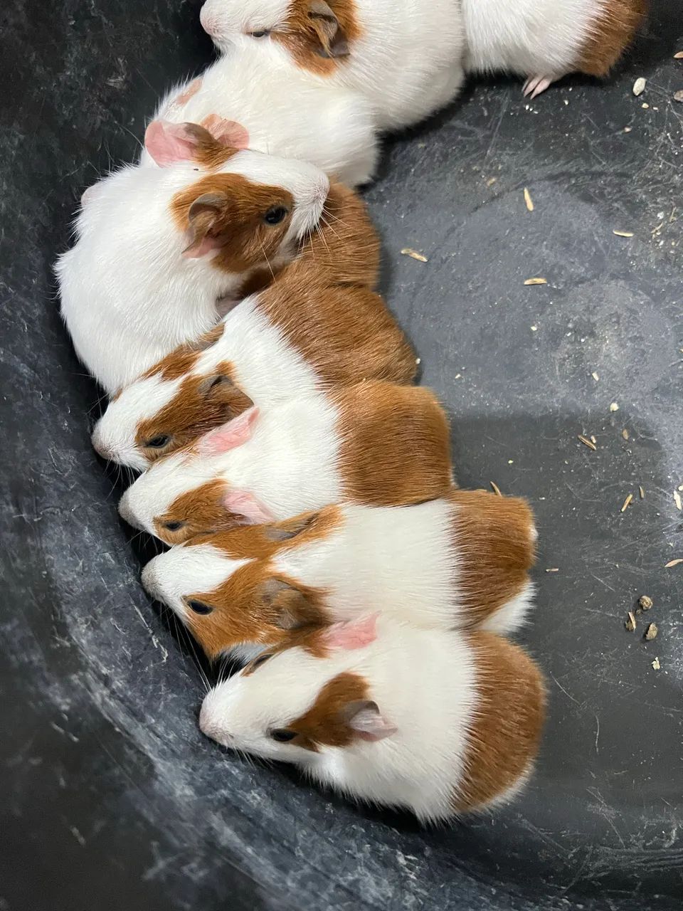 Coelhos e porquinhos da índia  - Foto 3