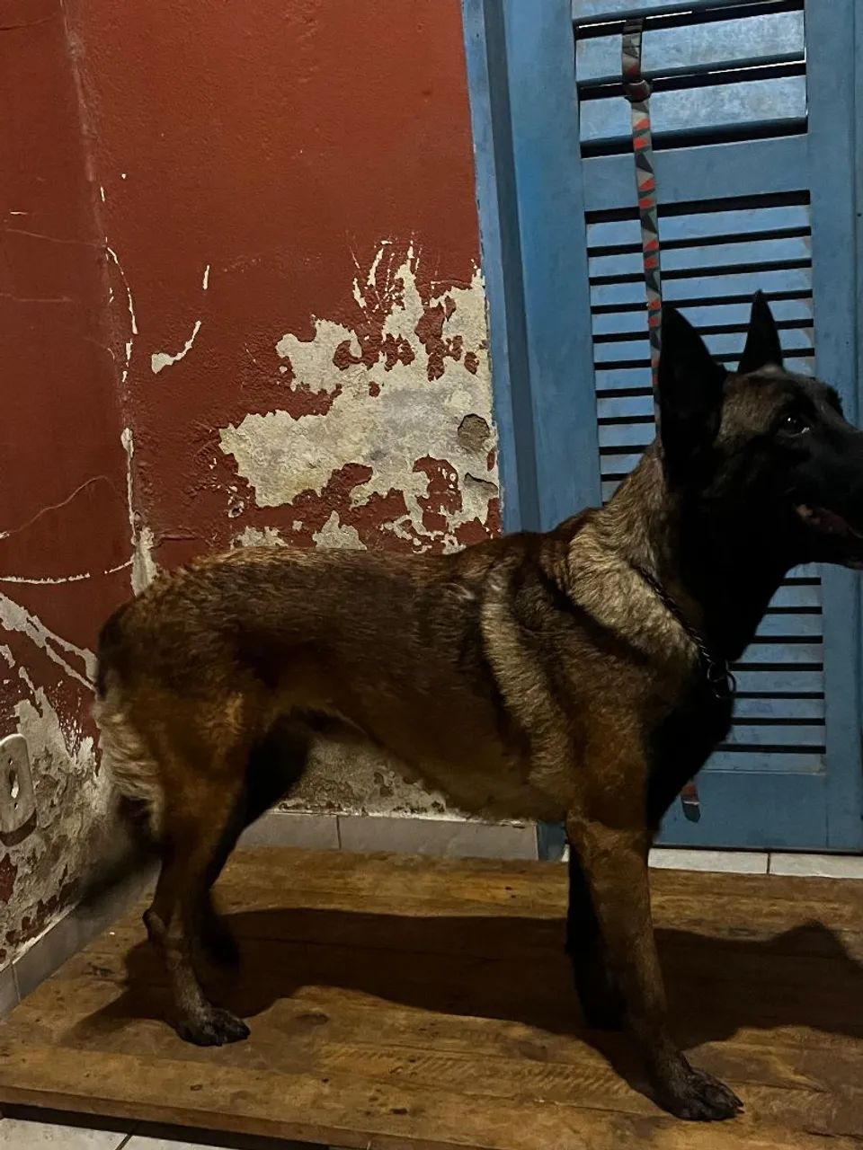 Belga malinois fêmea  - Foto 3