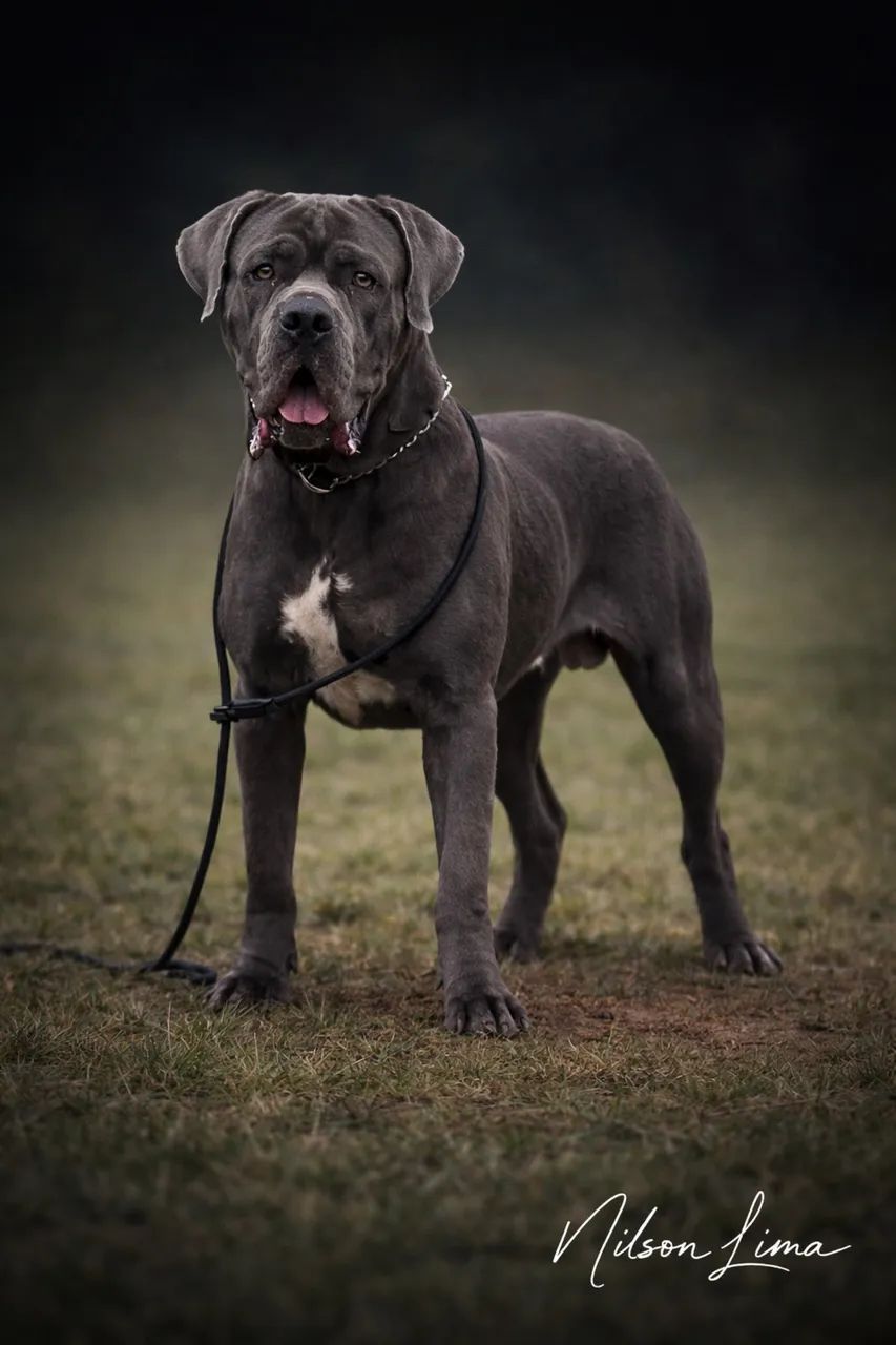 Cane Corso italiano  - Foto 2